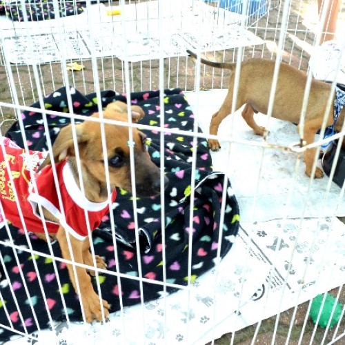 Nova Feira de Adoção de cães e gatos será realizada neste sábado em Resende